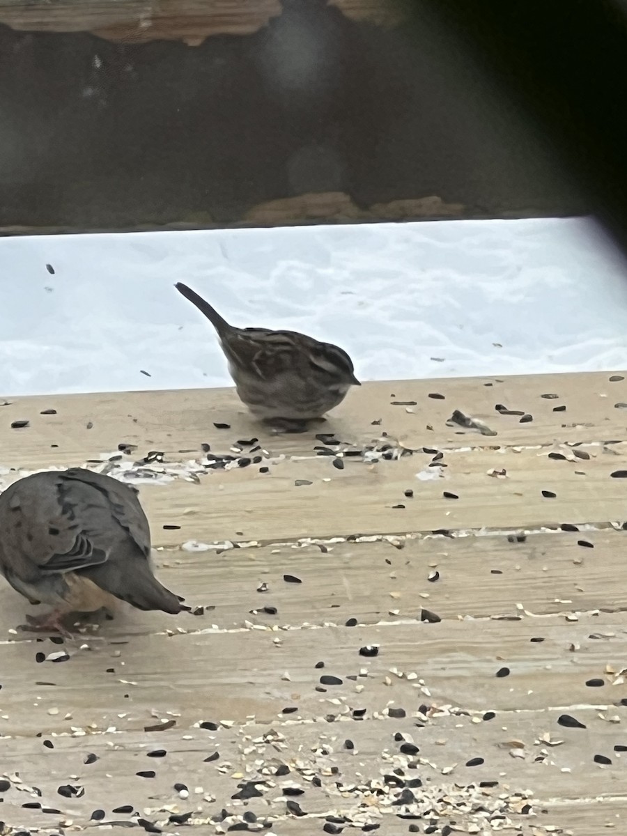 White-throated Sparrow - ML629563886