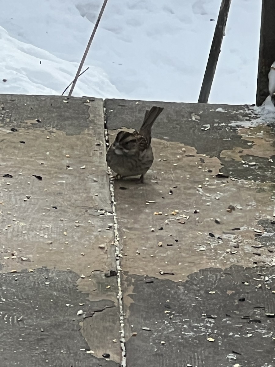 White-throated Sparrow - ML629563887