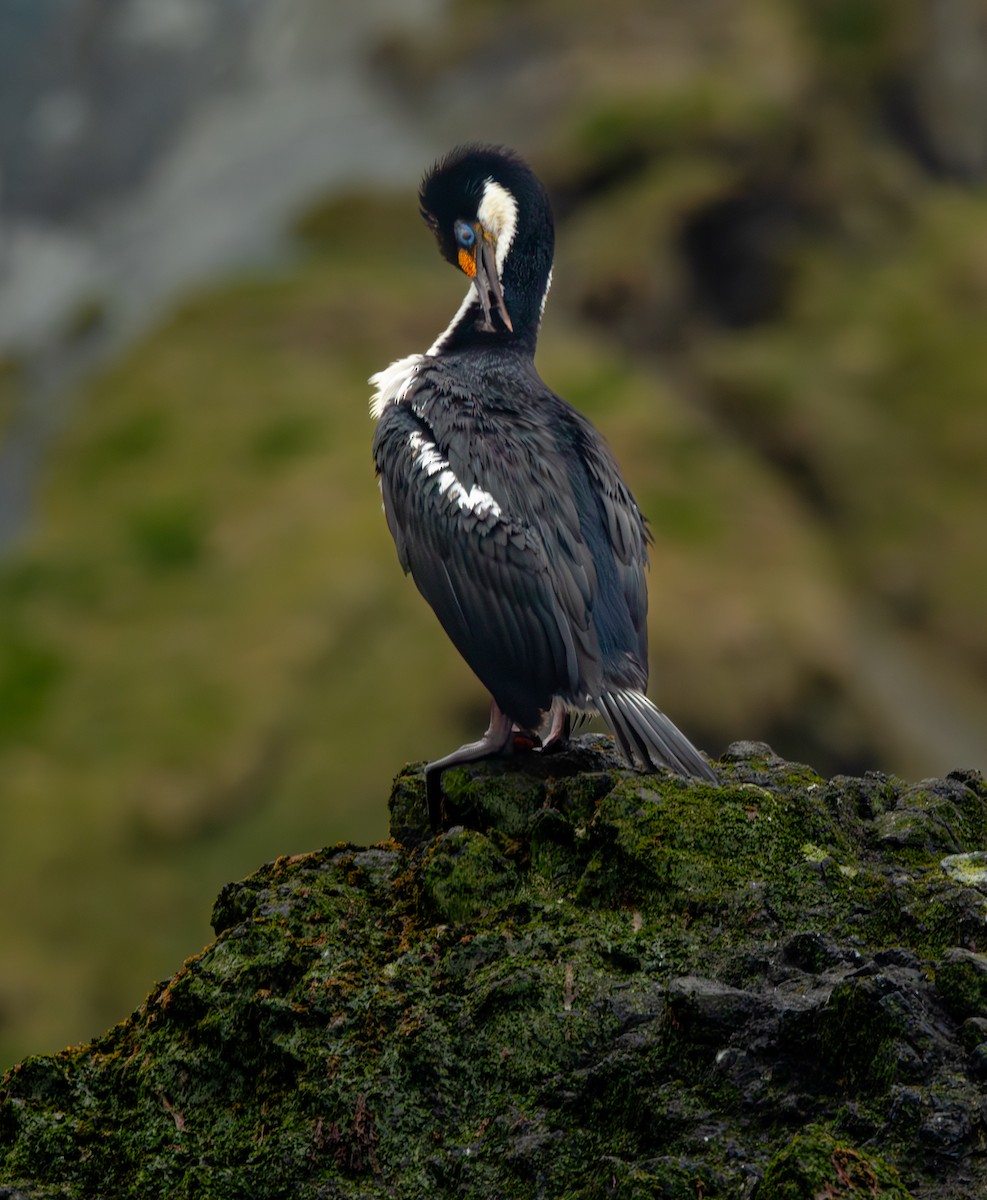 Macquarie Shag - ML629563997