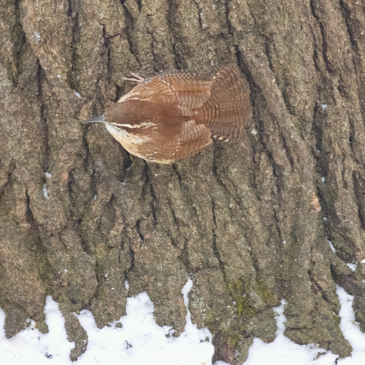 Carolina Wren (Northern) - ML629564091