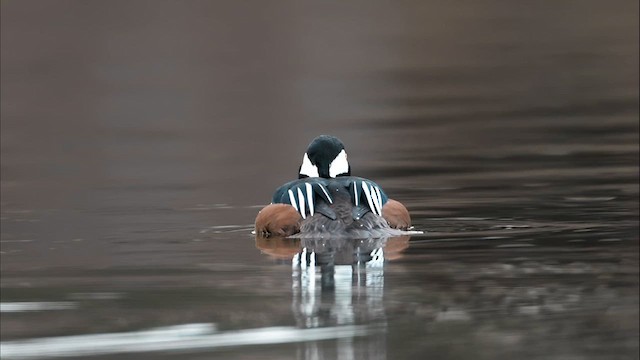 Hooded Merganser - ML629564251