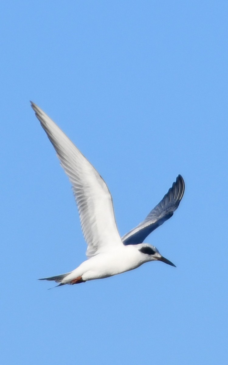 Sterne de Forster - ML629564468