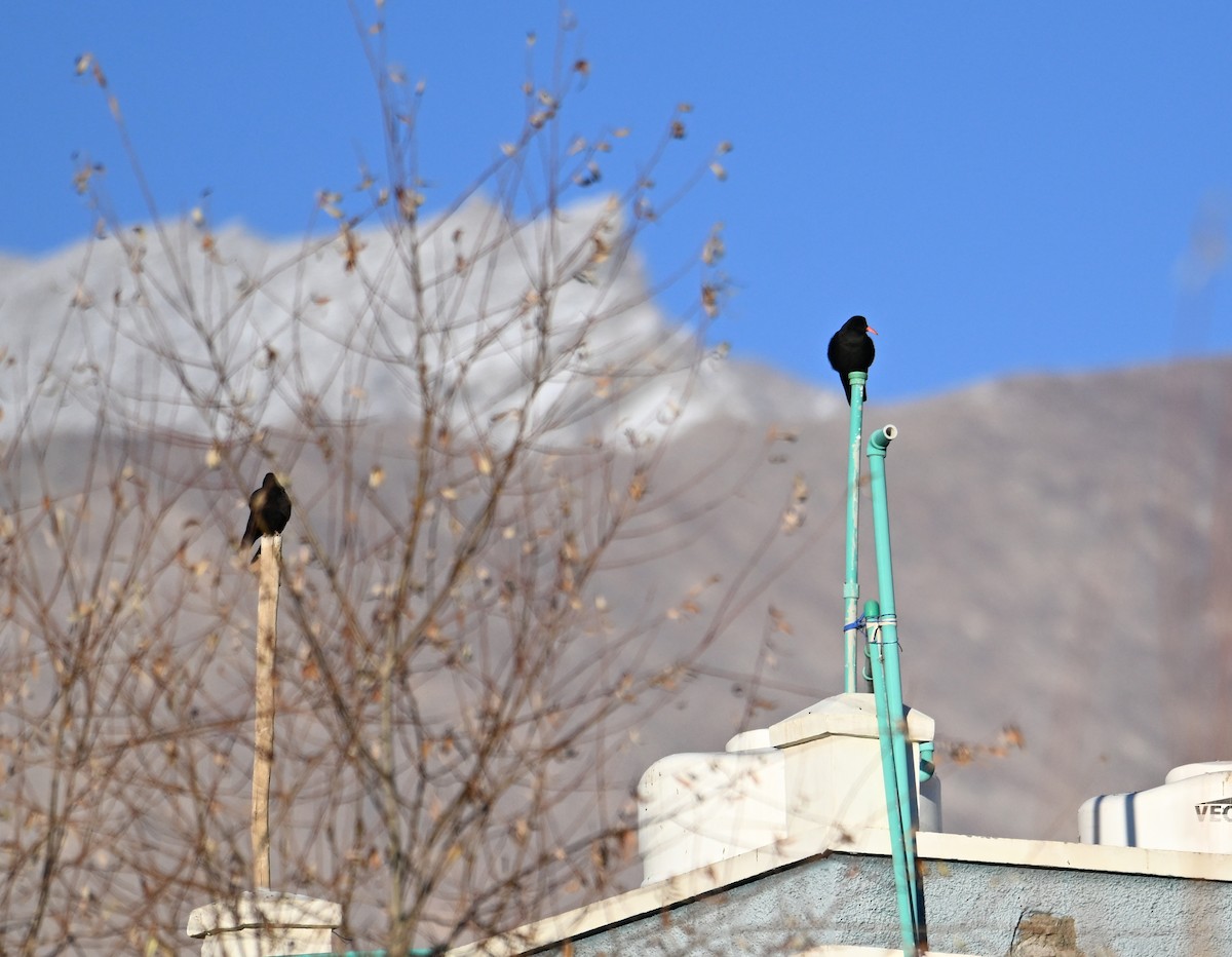 Red-billed Chough - ML629565013