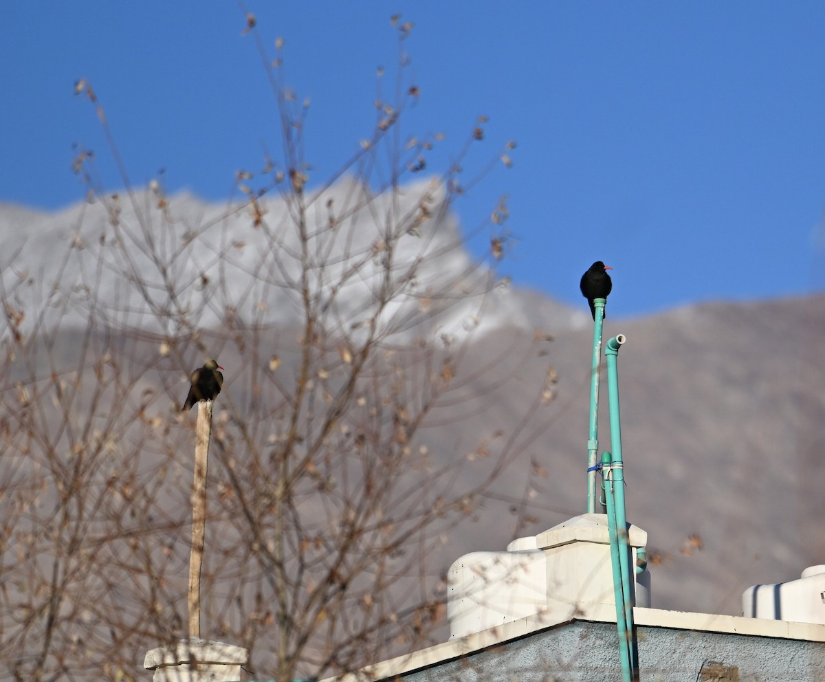 Red-billed Chough - ML629565014