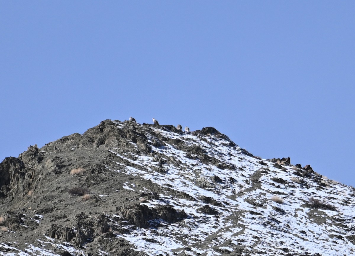 Himalayan Snowcock - ML629565225