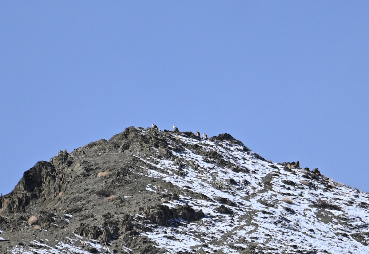 Himalayan Snowcock - ML629565226