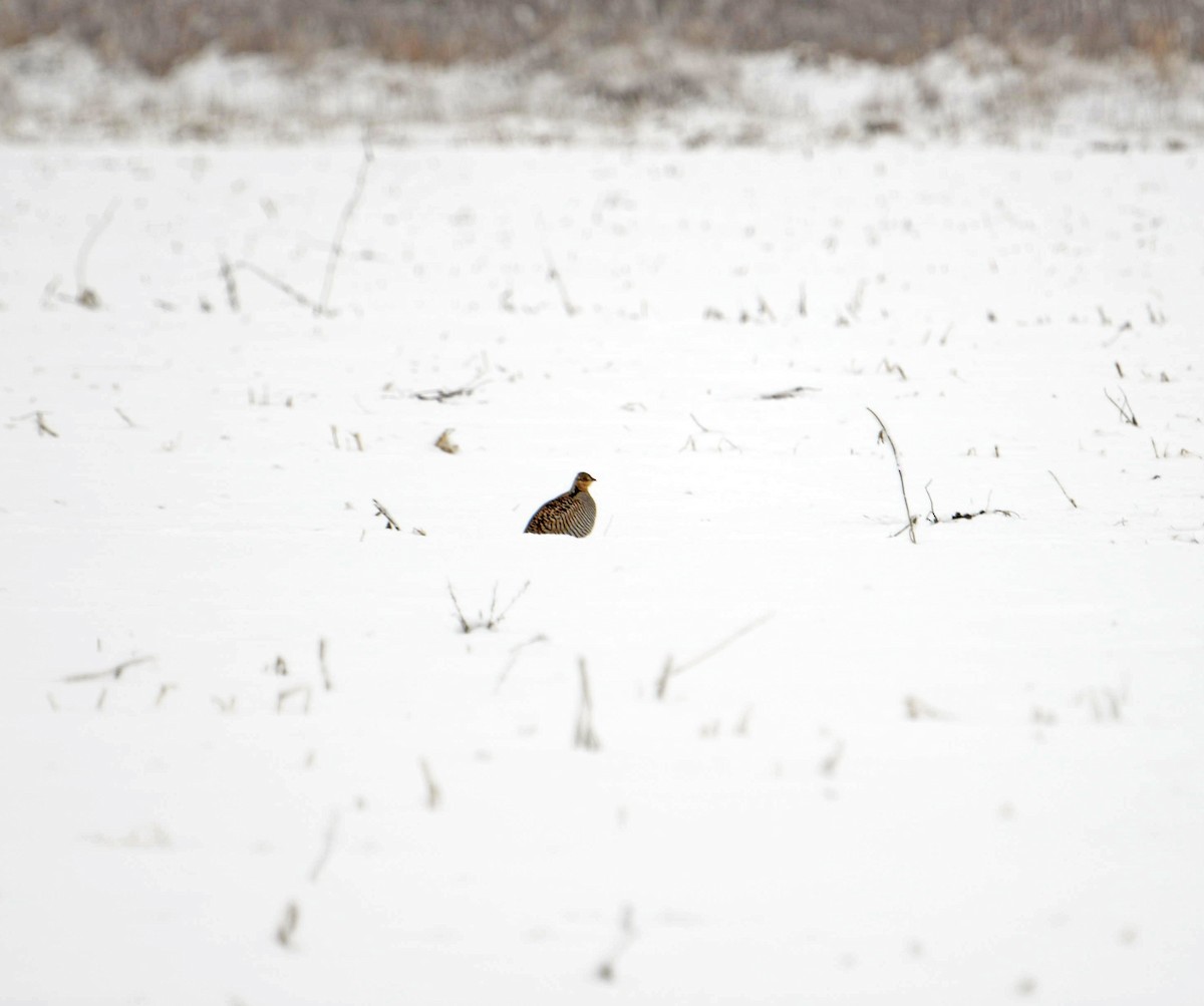 Greater Prairie-Chicken - ML629565251