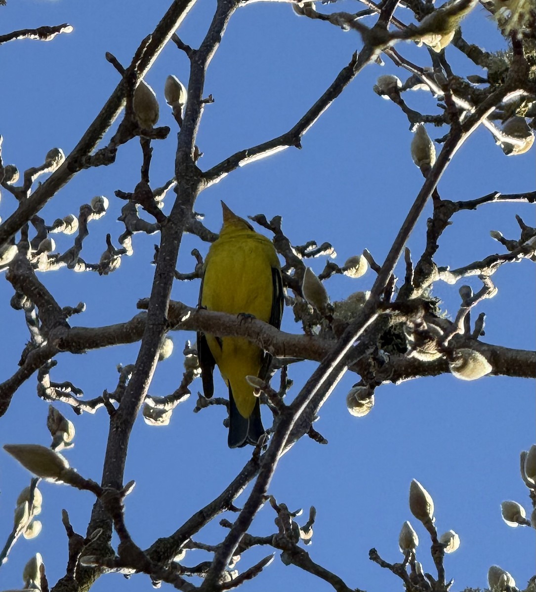 Western Tanager - ML629565537