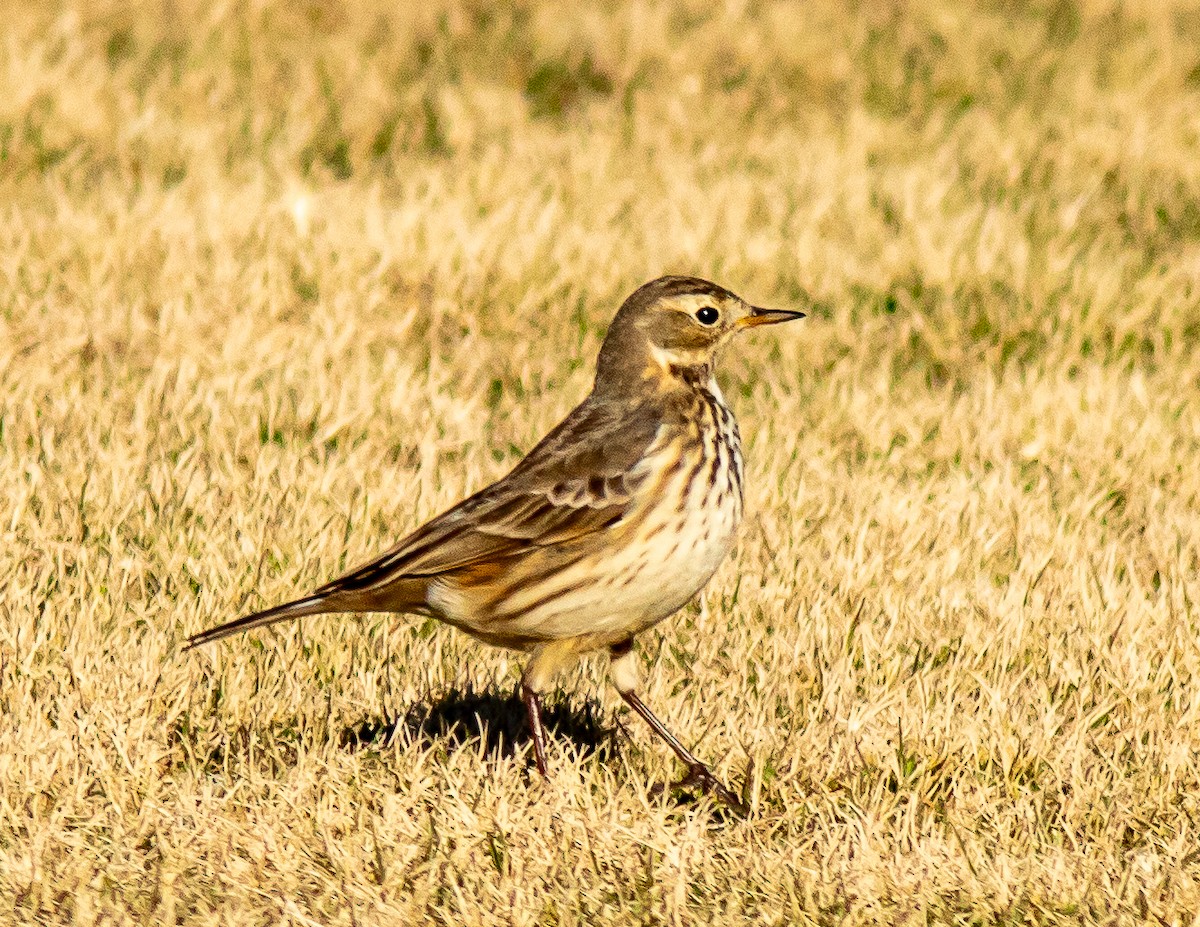 American Pipit - ML629565670