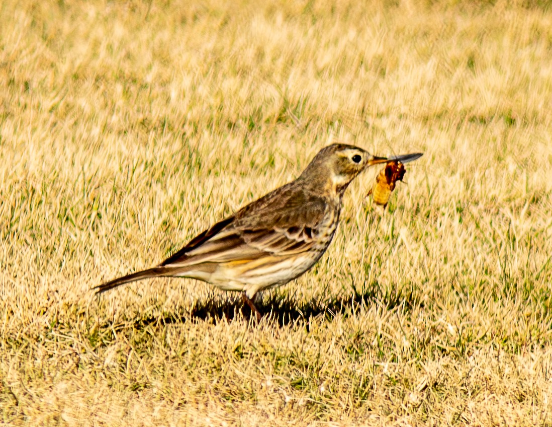 American Pipit - ML629565671