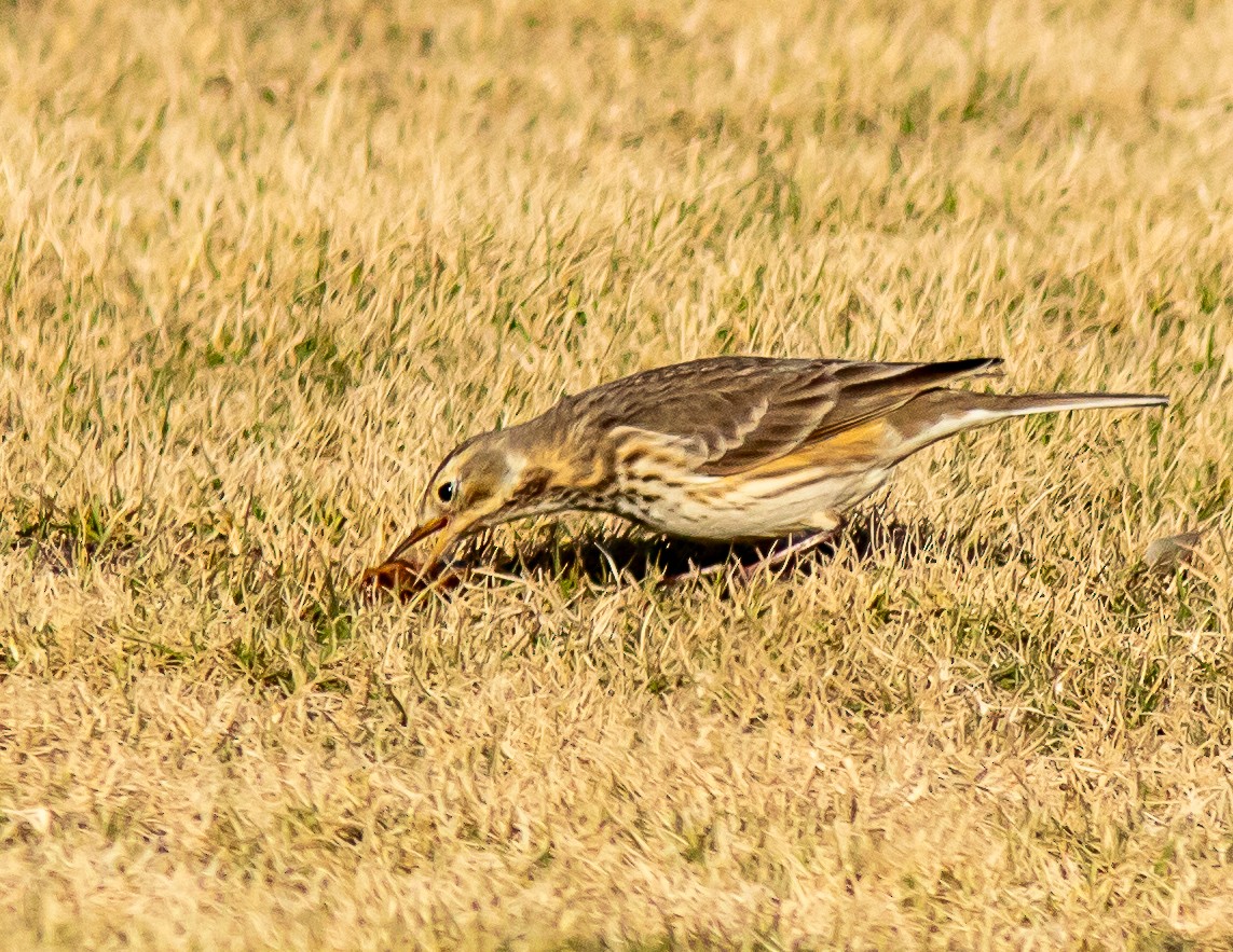 American Pipit - ML629565672