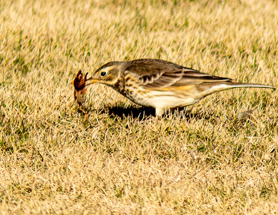 American Pipit - ML629565673