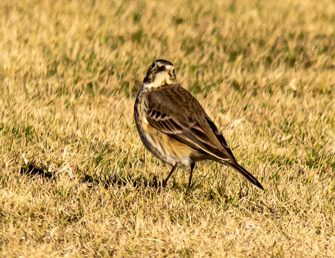 American Pipit - ML629565674