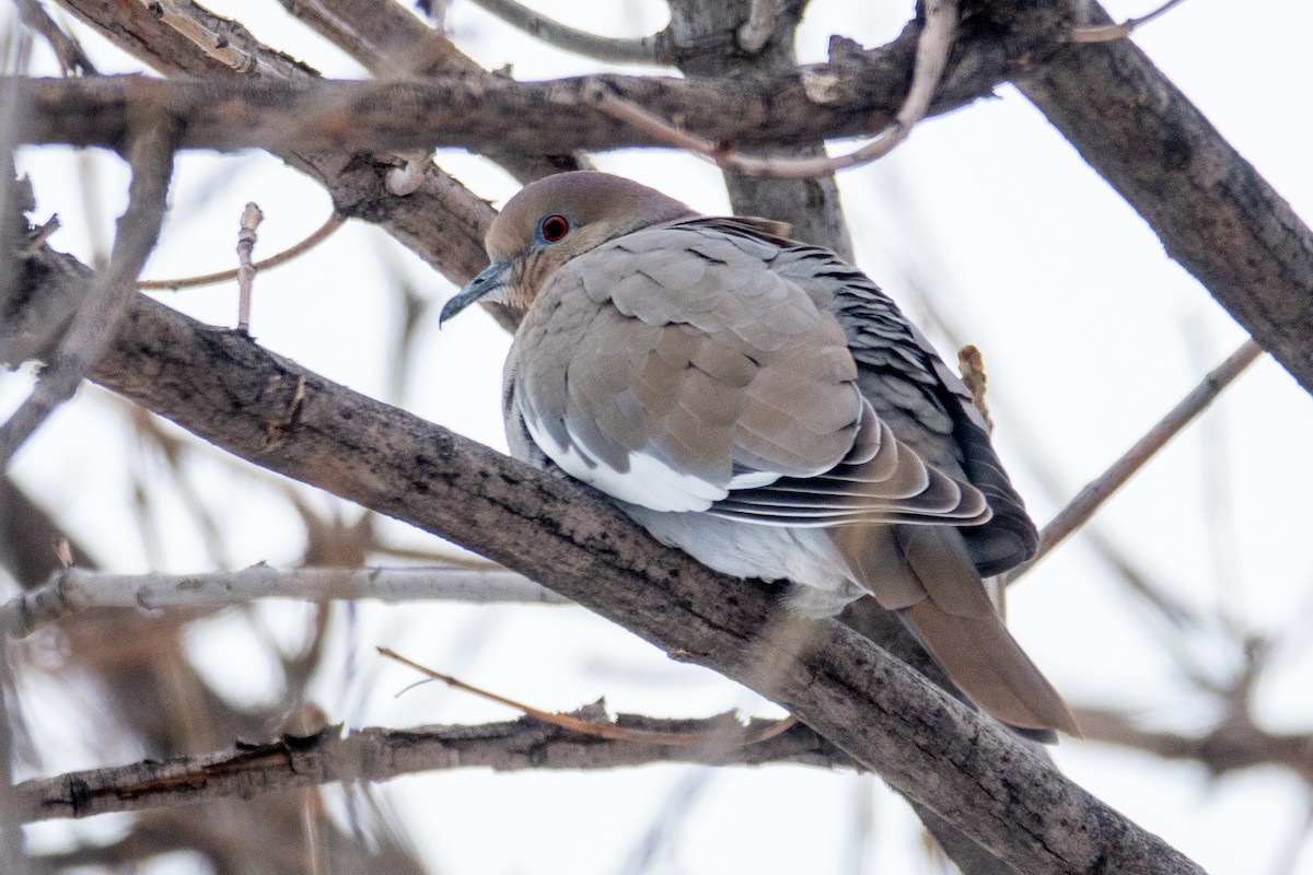 White-winged Dove - ML629565690