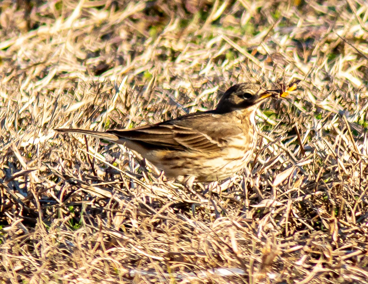 American Pipit - ML629565693