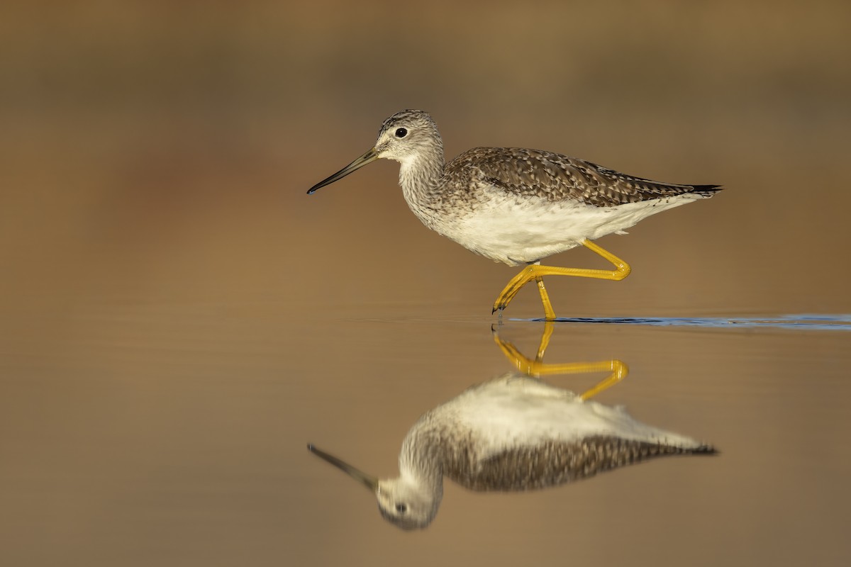 Greater Yellowlegs - ML629565951