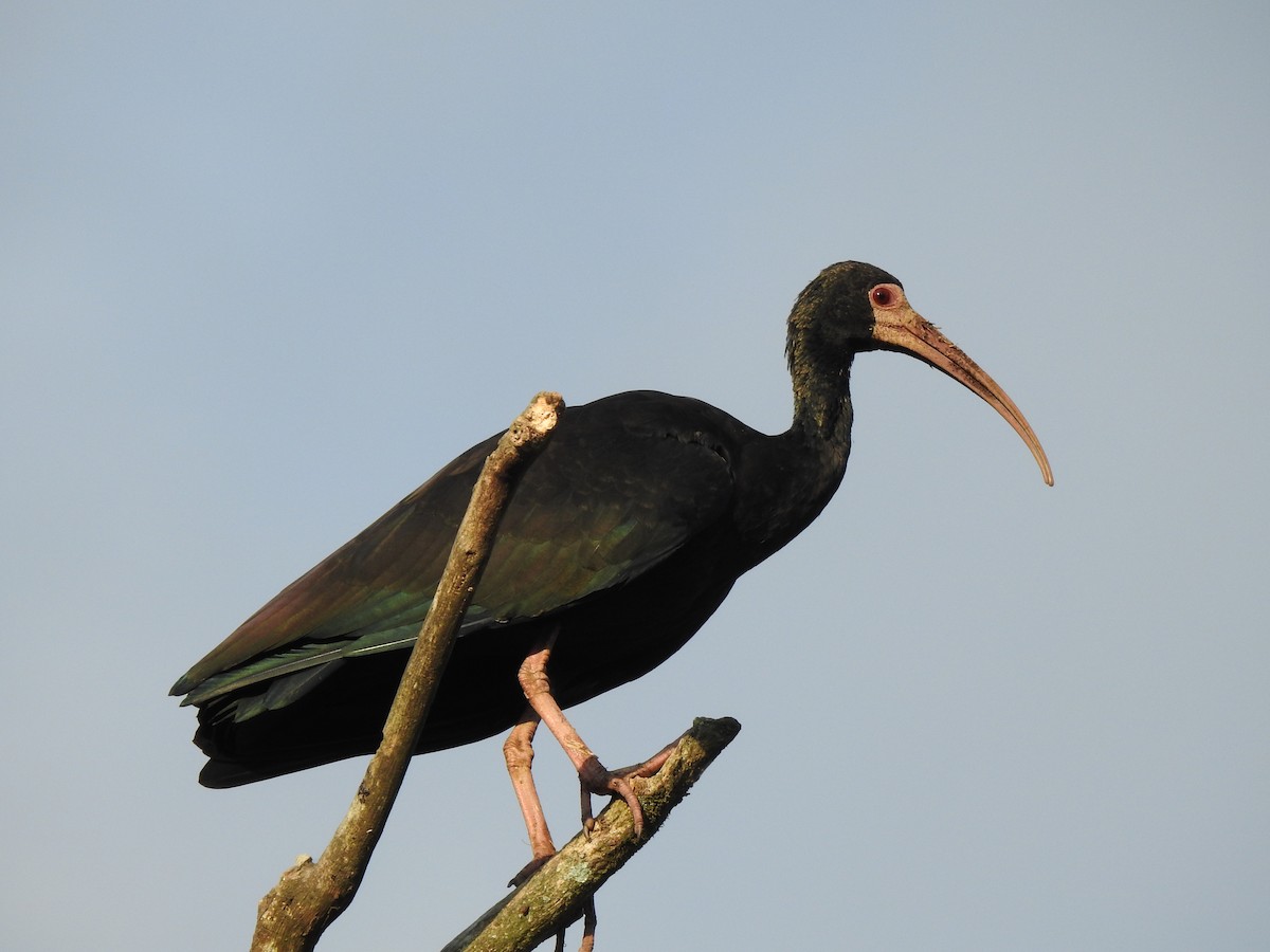 Bare-faced Ibis - ML629566058