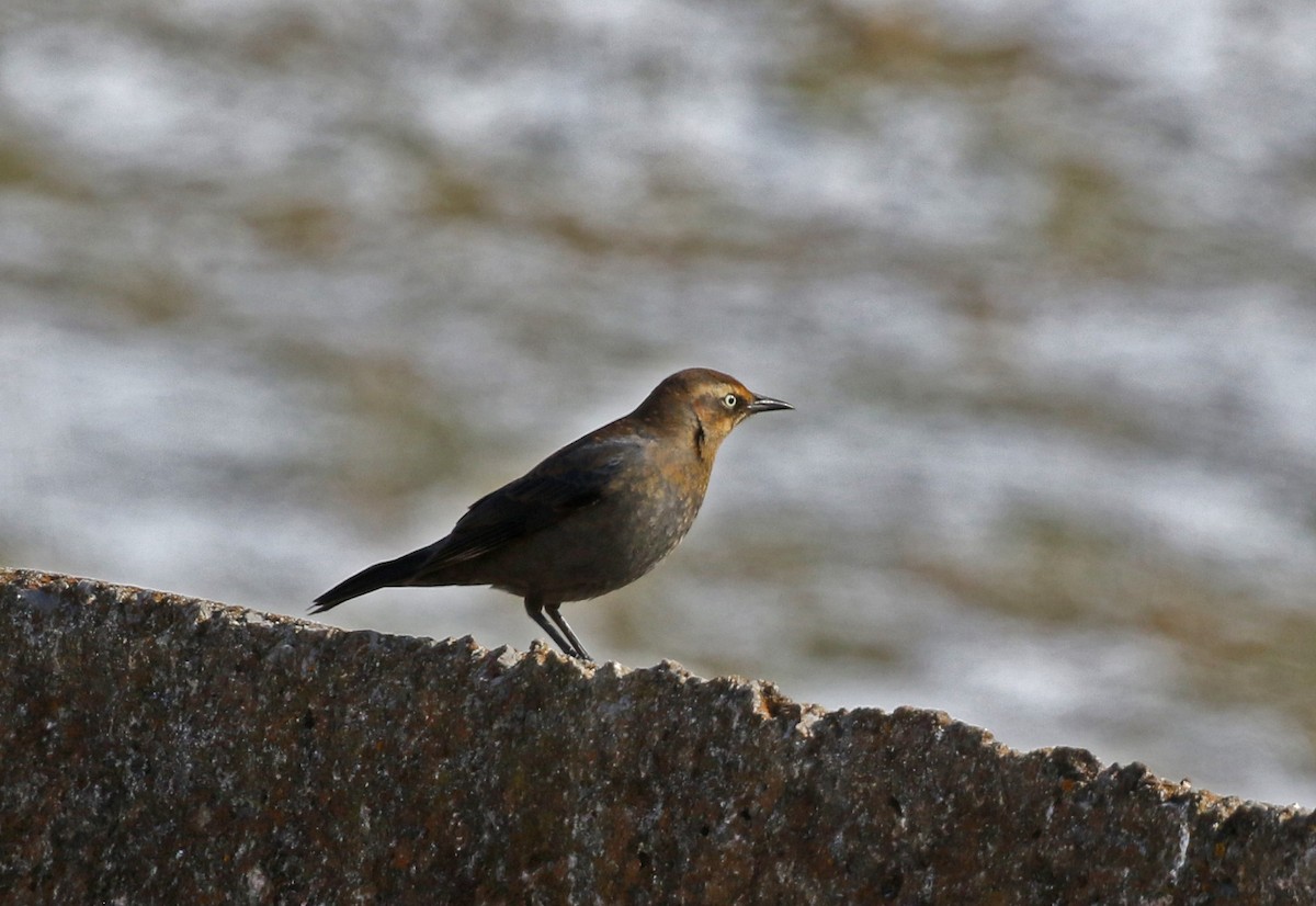 Rusty Blackbird - ML629566107