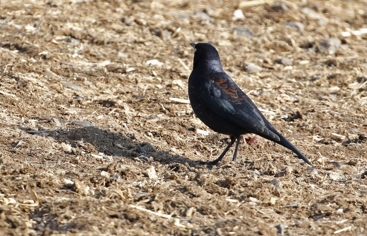 Rusty Blackbird - ML629566108