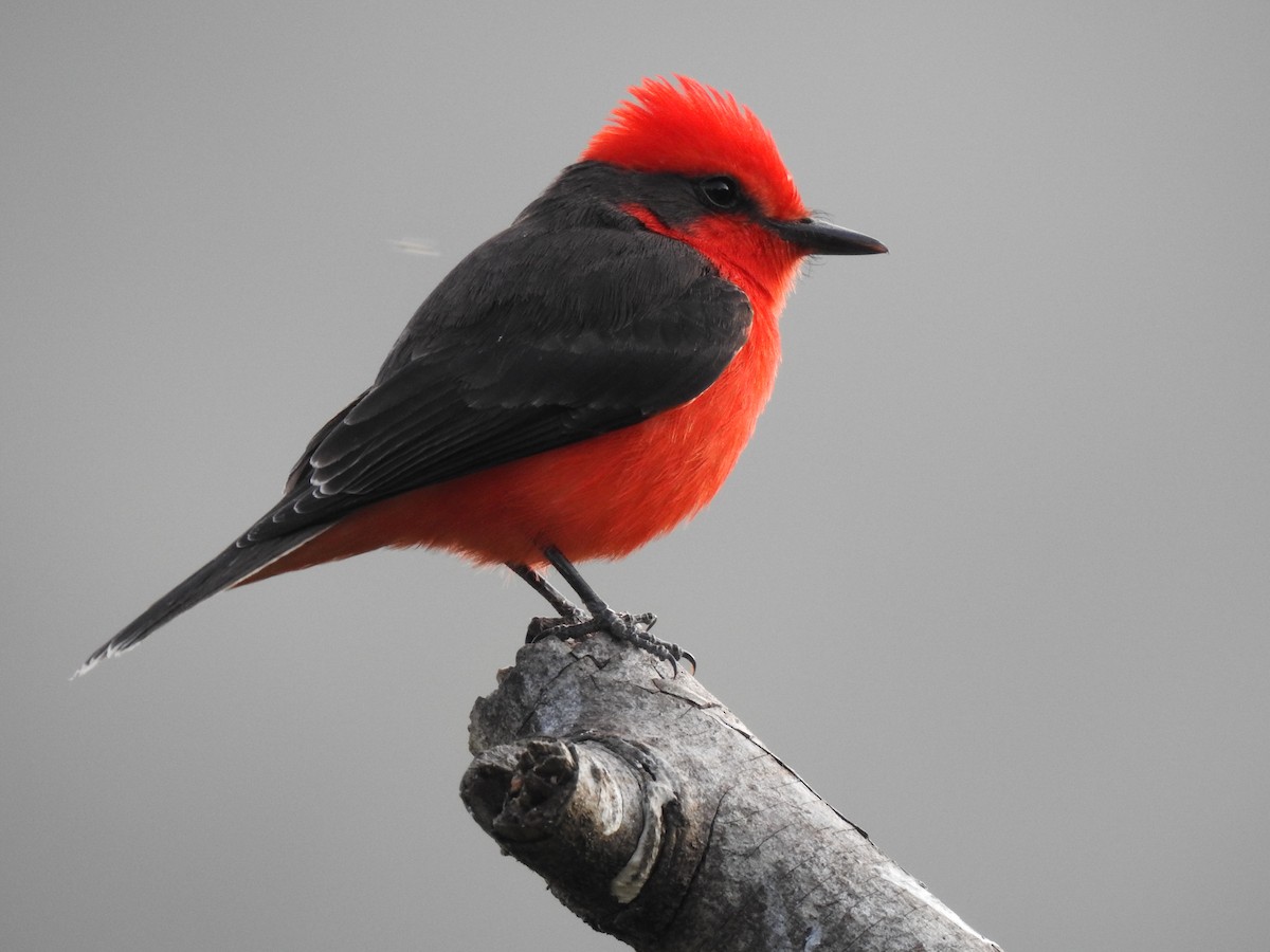Vermilion Flycatcher - ML629566192