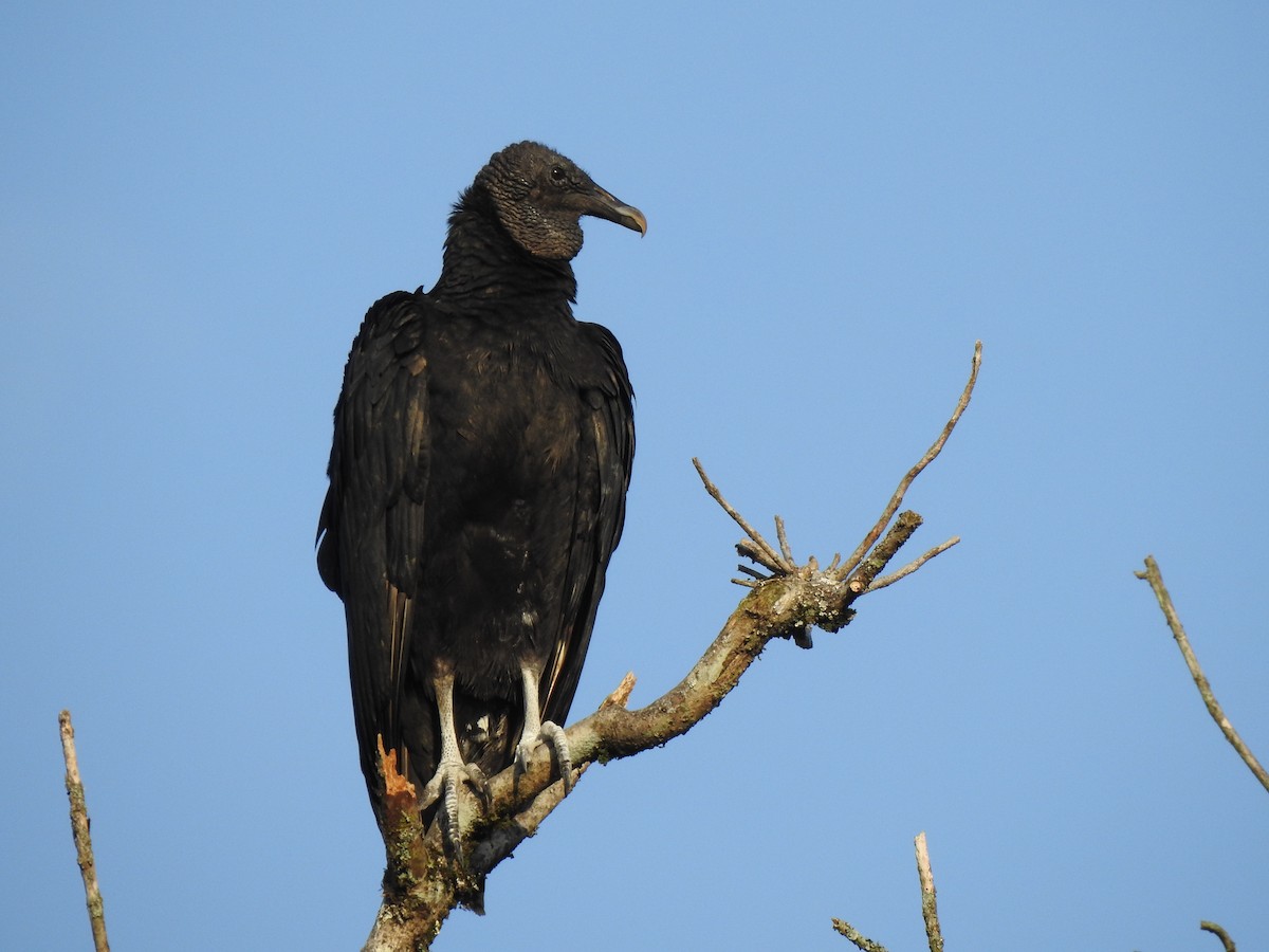 Black Vulture - ML629566222