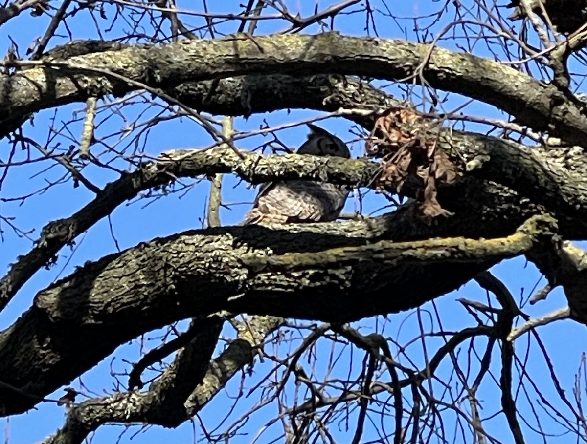 Great Horned Owl - ML629566285