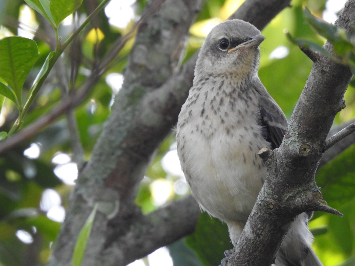 Tropical Mockingbird - ML629566335