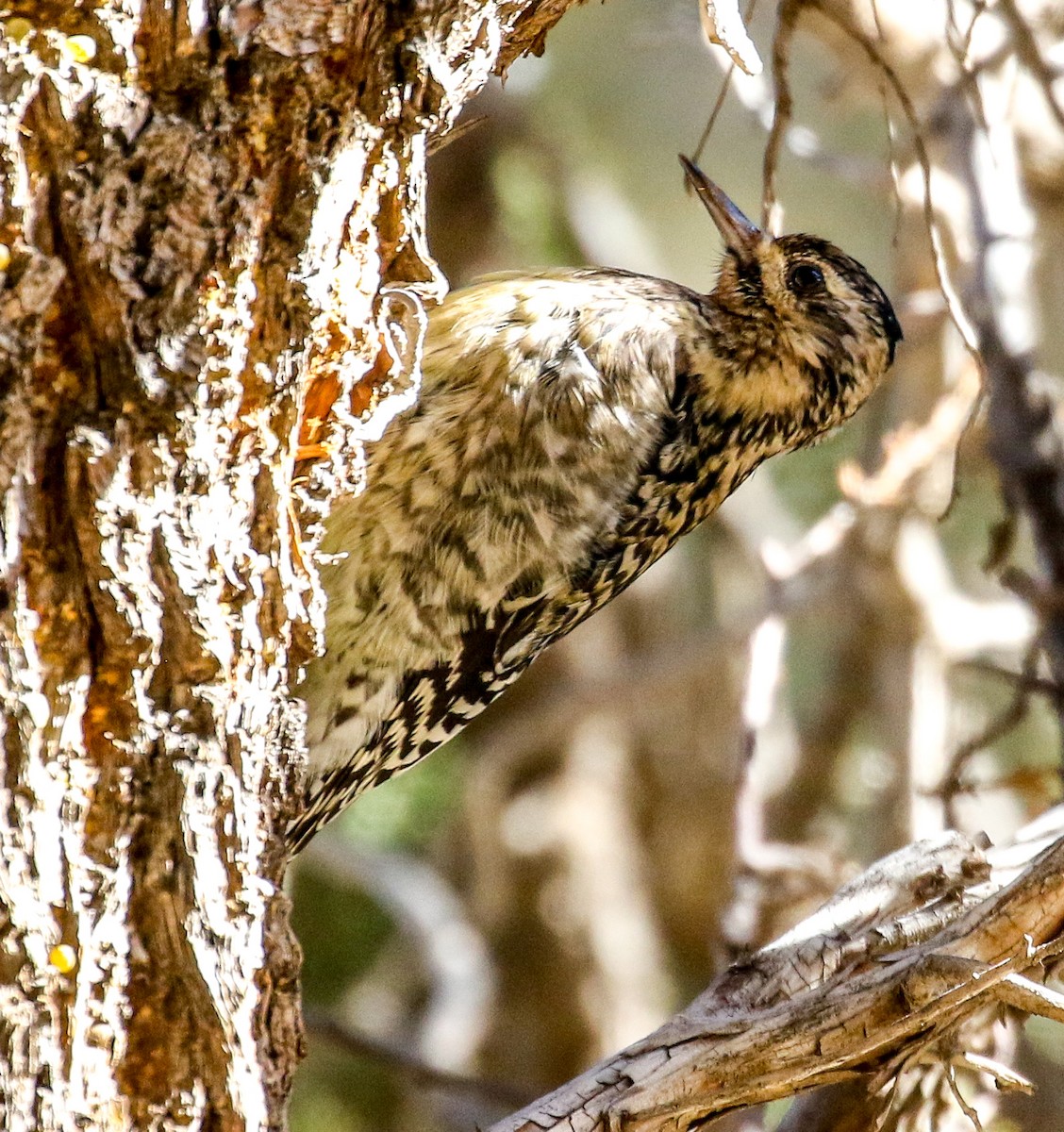 Yellow-bellied Sapsucker - ML629566367