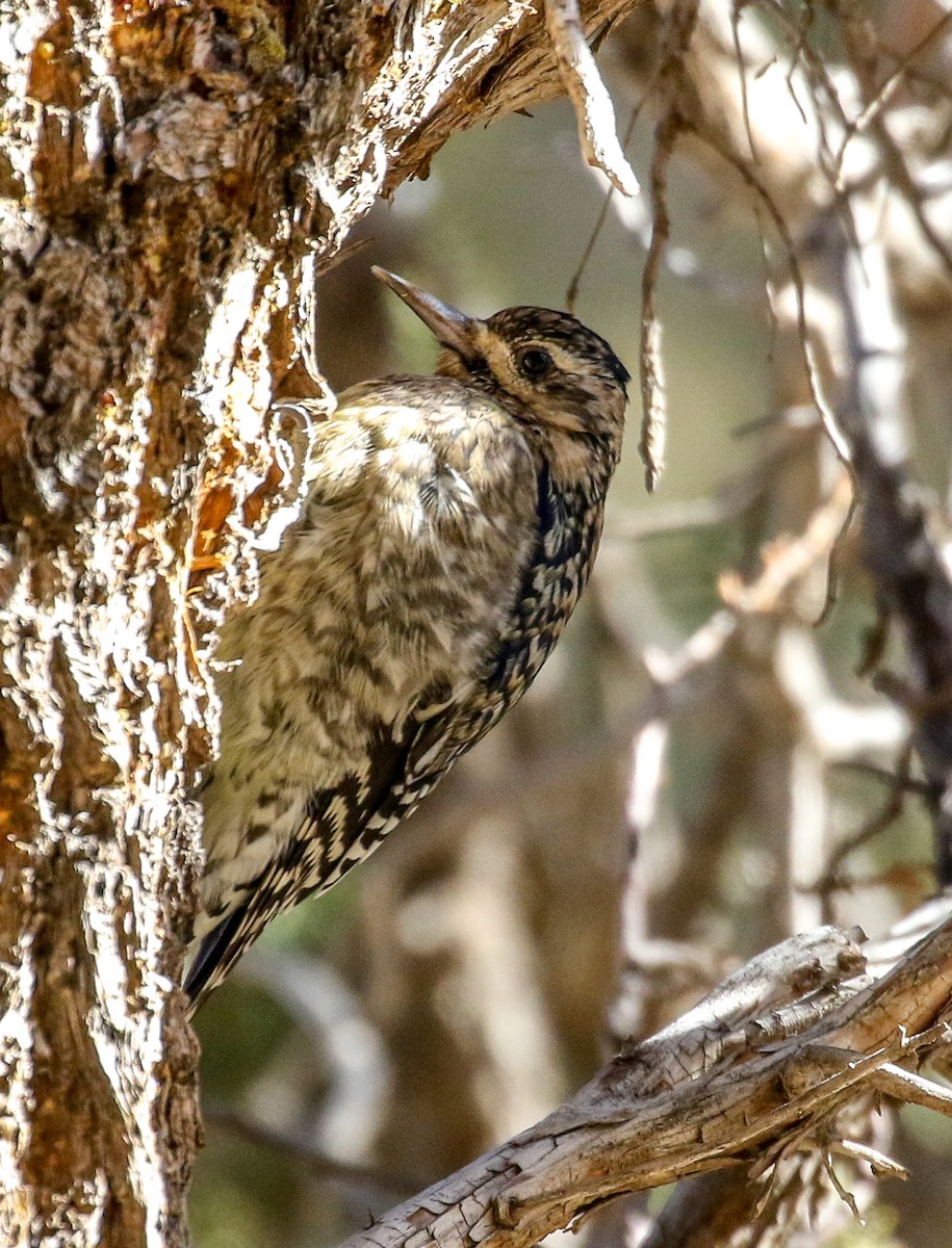 Yellow-bellied Sapsucker - ML629566368
