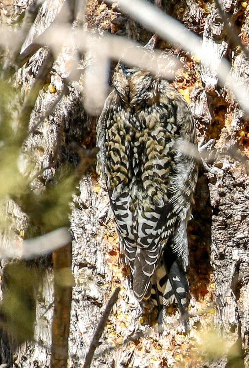Yellow-bellied Sapsucker - ML629566369