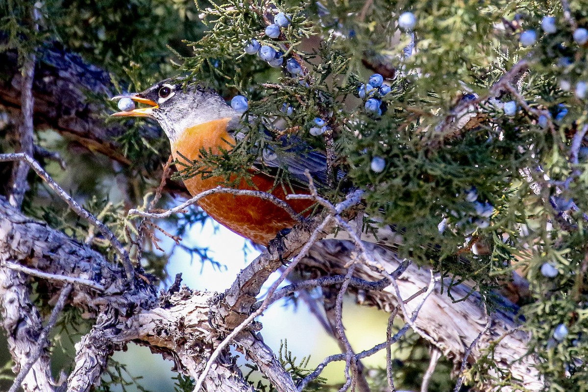 American Robin - ML629566376