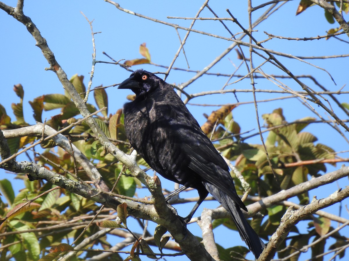 Giant Cowbird - ML629566413