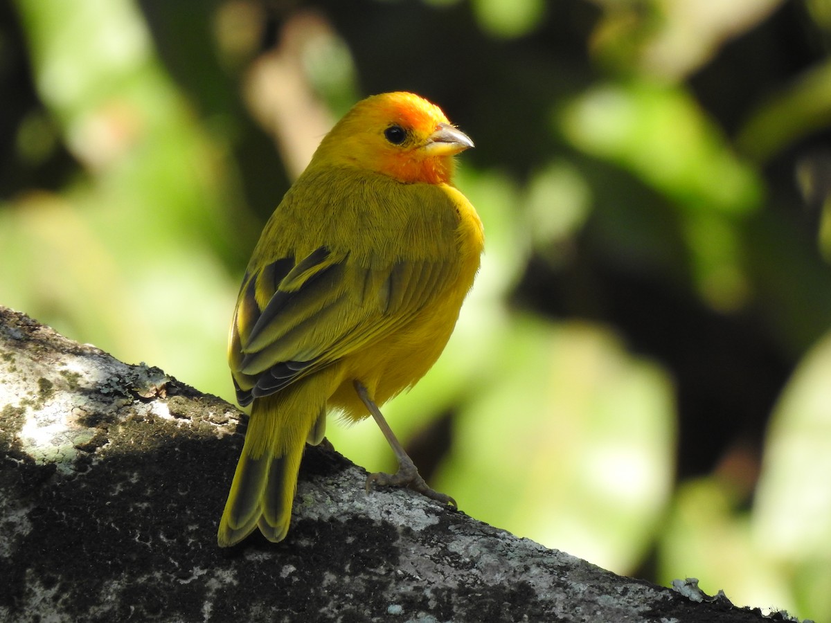 Saffron Finch - ML629566427