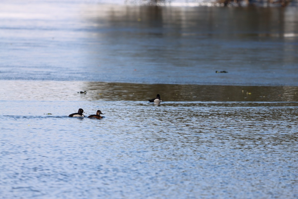 Ring-necked Duck - ML629566435