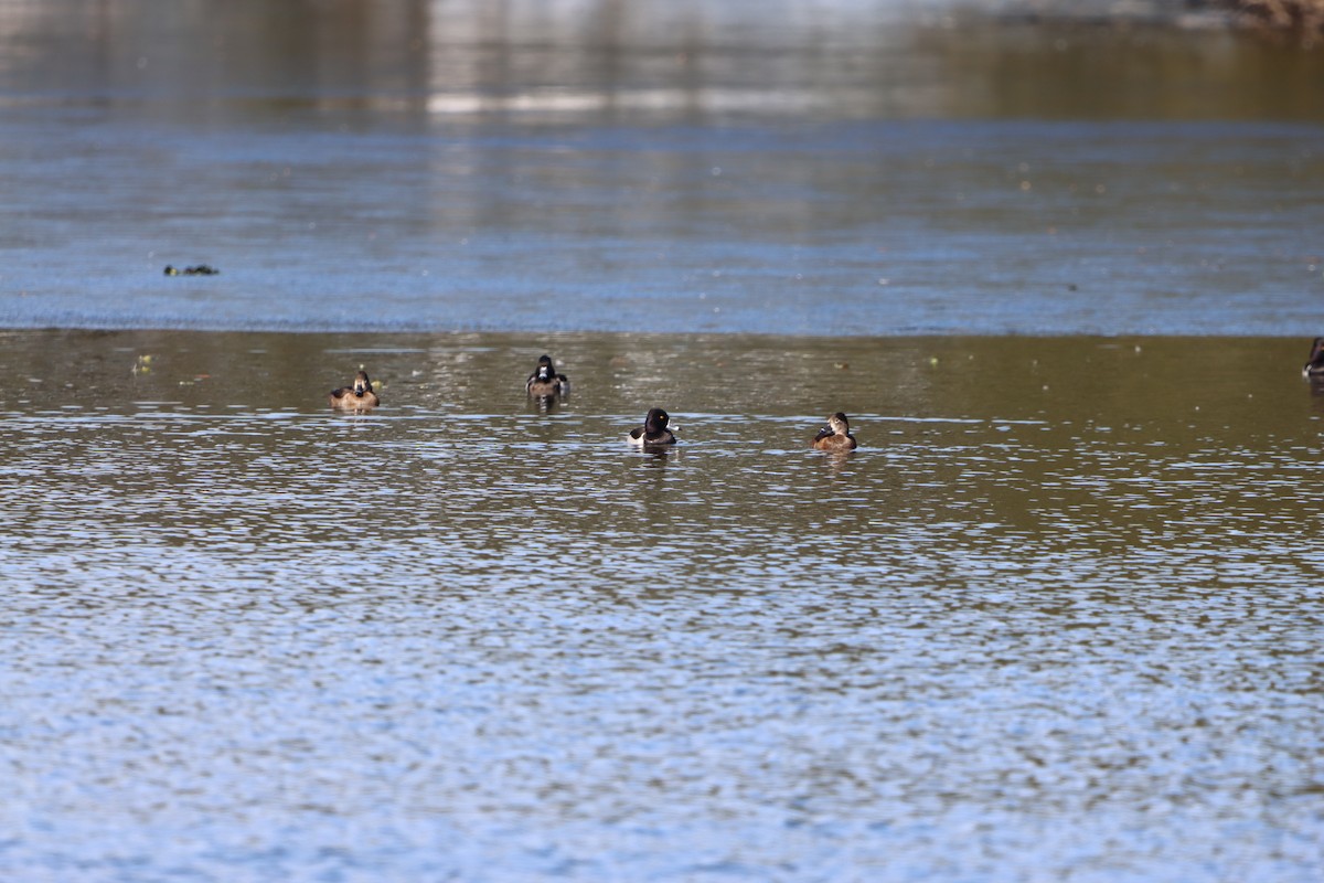 Ring-necked Duck - ML629566436