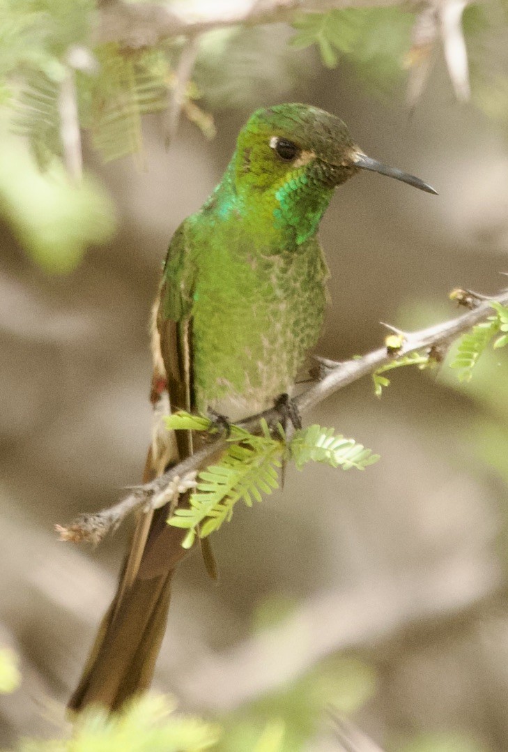 Red-tailed Comet - ML629566550