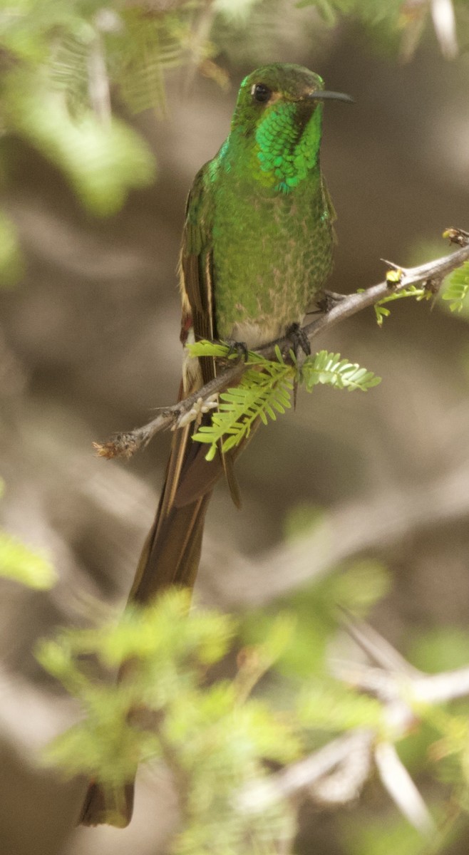 Red-tailed Comet - ML629566563