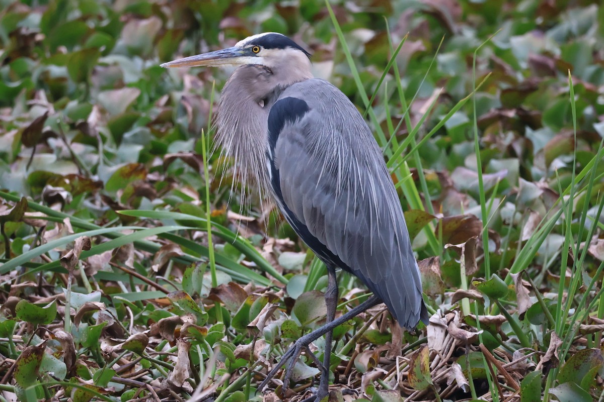 Great Blue Heron - ML629566569
