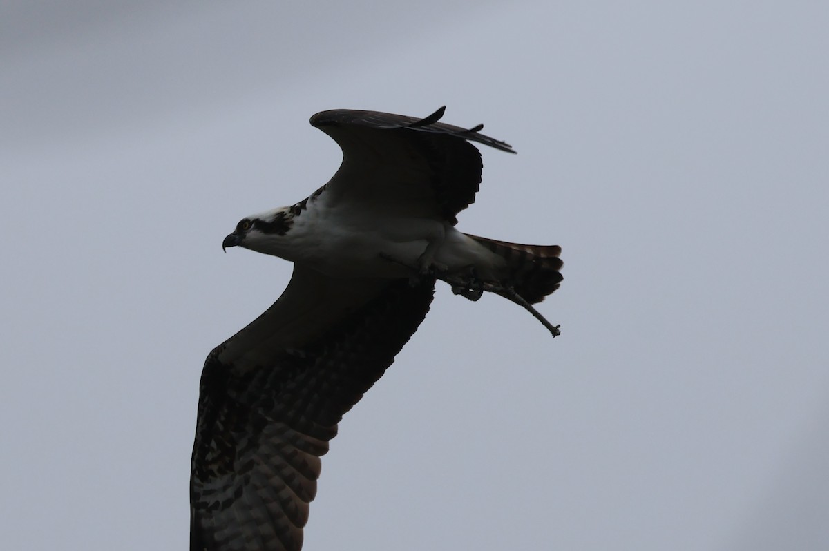 Osprey - ML629566572