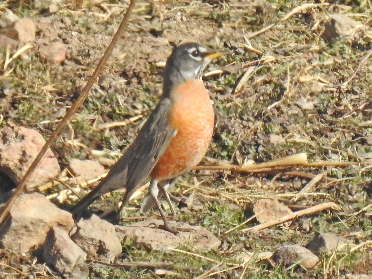 Merle d'Amérique - ML629566600