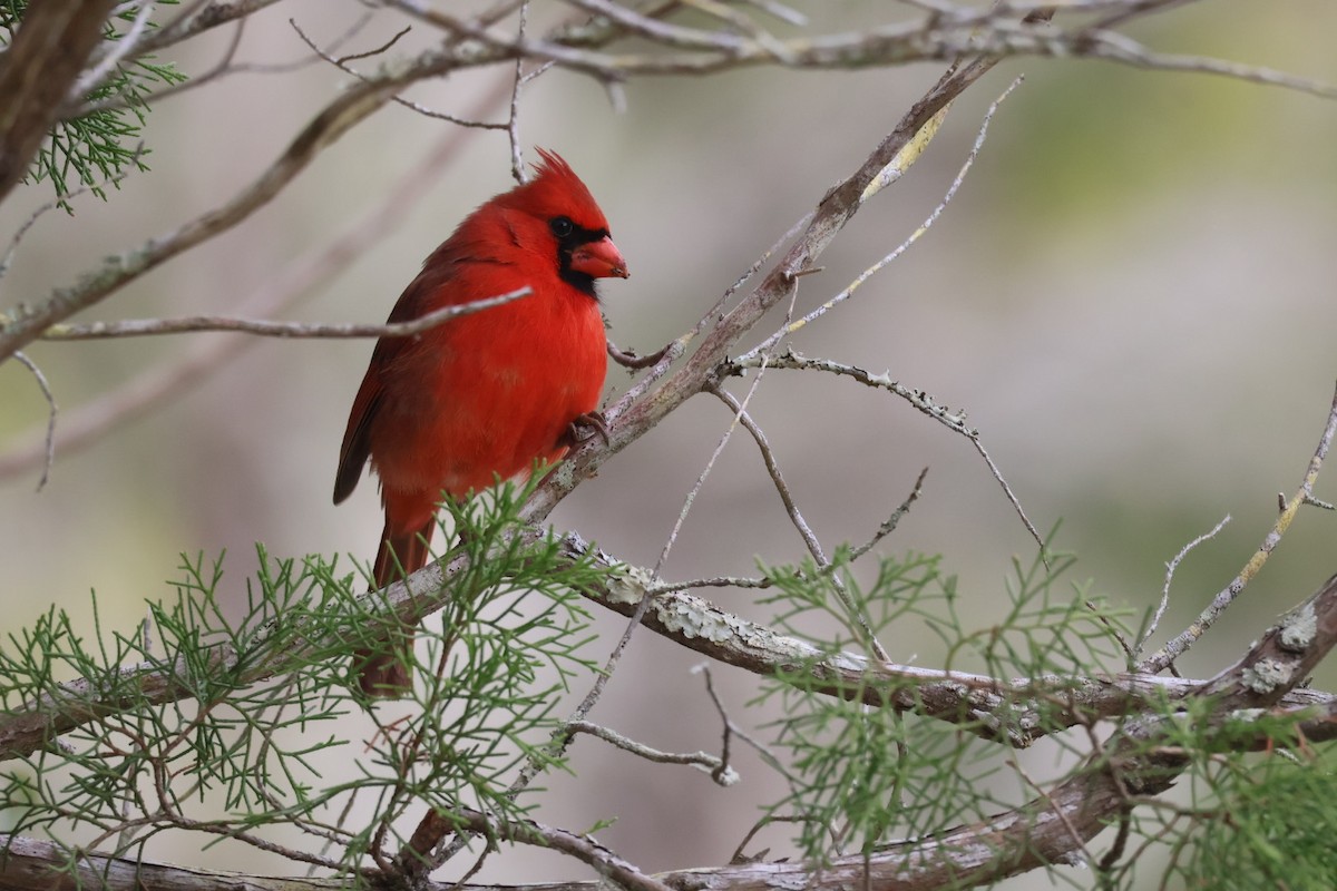 Northern Cardinal - ML629566622