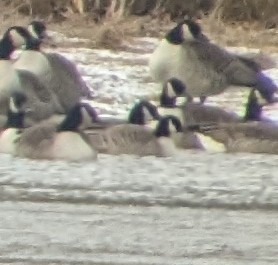 Cackling Goose (Richardson's) - ML629567294