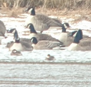 Cackling Goose (Richardson's) - ML629567295