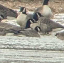 Cackling Goose (Richardson's) - ML629567296