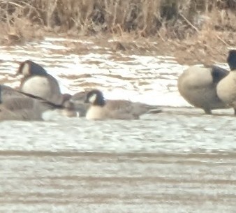 Cackling Goose (Richardson's) - ML629567297