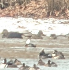duck sp. - ML629567321