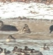 duck sp. - ML629567323
