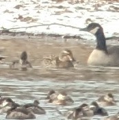 duck sp. - ML629567325