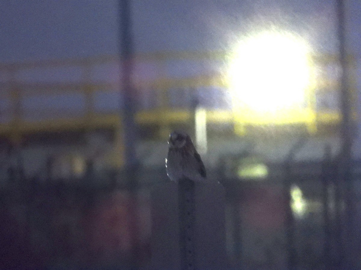 kalous pustovka - ML629567476