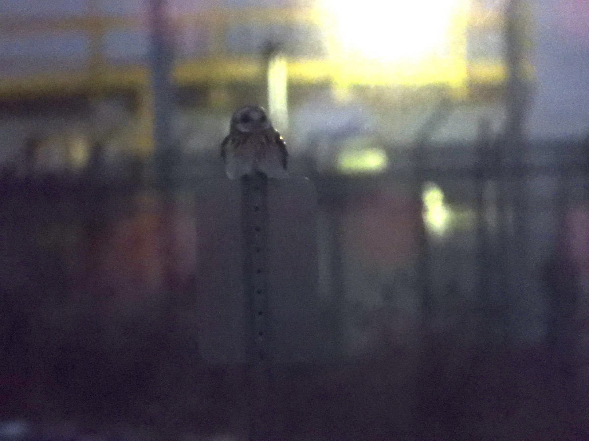 kalous pustovka - ML629567478